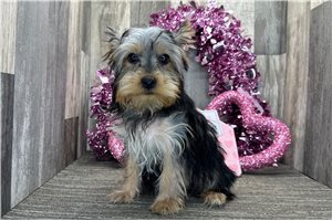 Chad - Yorkshire Terrier - Yorkie for sale