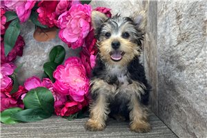 Layla - Yorkshire Terrier - Yorkie for sale