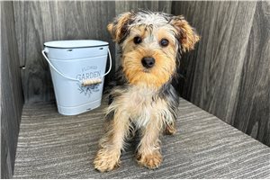 Zelda - Yorkshire Terrier - Yorkie for sale
