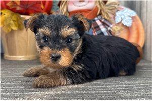 Victoria - puppy for sale