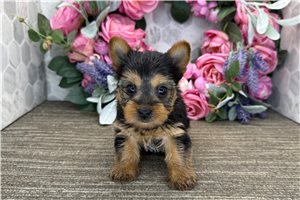 Celine - Yorkshire Terrier - Yorkie for sale