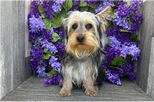 Chad - Yorkshire Terrier - Yorkie for sale