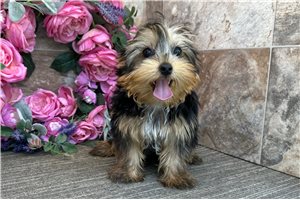 Bruce - Yorkshire Terrier - Yorkie for sale