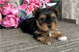 Bryce - Yorkshire Terrier - Yorkie for sale
