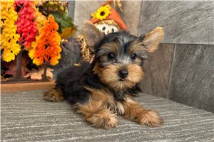 Milton - Yorkshire Terrier - Yorkie for sale