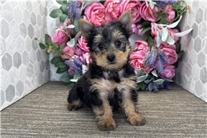 Layla - Yorkshire Terrier - Yorkie for sale