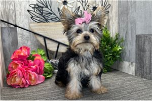 Freya - Yorkshire Terrier - Yorkie for sale
