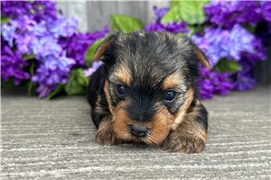 Lucy - puppy for sale