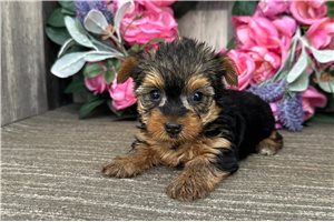 Lucy - Yorkshire Terrier - Yorkie for sale
