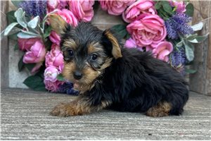 Milo - Yorkshire Terrier - Yorkie for sale