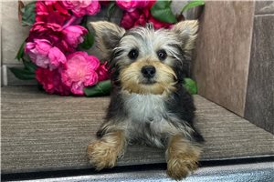Layla - Yorkshire Terrier - Yorkie for sale
