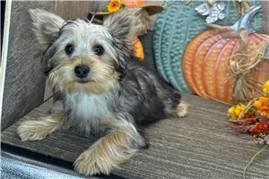 Layla - Yorkshire Terrier - Yorkie, placed in Fort Wayne