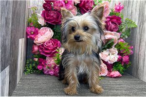 Everett - Yorkshire Terrier - Yorkie for sale