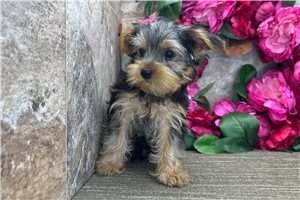 Levi - Yorkshire Terrier - Yorkie for sale