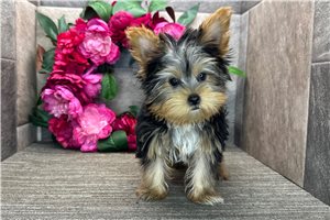 Bryce - Yorkshire Terrier - Yorkie for sale