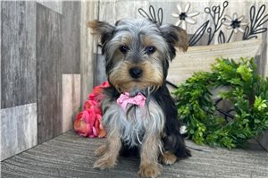 Chad - Yorkshire Terrier - Yorkie for sale