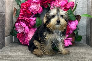 Bruce - Yorkshire Terrier - Yorkie for sale