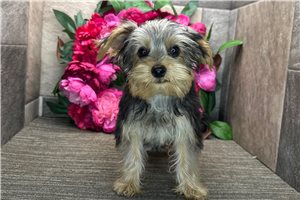 Levi - Yorkshire Terrier - Yorkie for sale