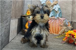 Mycroft - Yorkshire Terrier - Yorkie for sale
