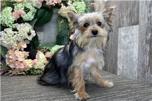 Holly - Yorkshire Terrier - Yorkie for sale
