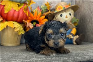 Lexx - Yorkshire Terrier - Yorkie for sale