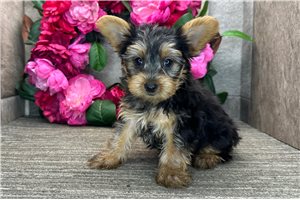 Milo - Yorkshire Terrier - Yorkie for sale