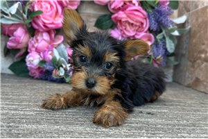 Milton - puppy for sale