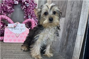 Gromit - Yorkshire Terrier - Yorkie for sale