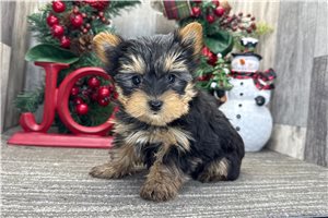 Eric - puppy for sale