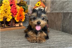 Miller - Yorkshire Terrier - Yorkie for sale