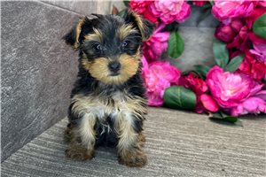 Mycroft - Yorkshire Terrier - Yorkie for sale