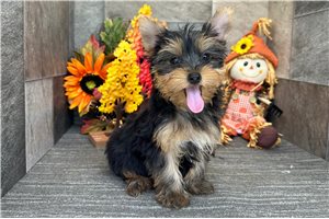 Mycroft - Yorkshire Terrier - Yorkie for sale
