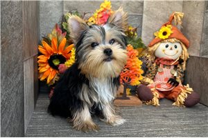 Bryce - puppy for sale