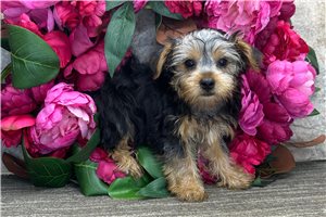Lucky - Yorkshire Terrier - Yorkie for sale