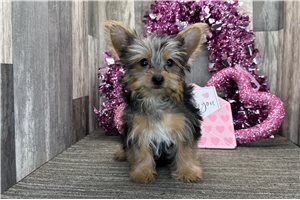 Lester - puppy for sale