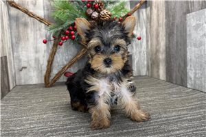 Gertrude - puppy for sale