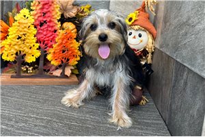 Levi - puppy for sale