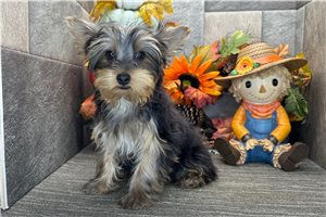Mycroft - Yorkie for sale