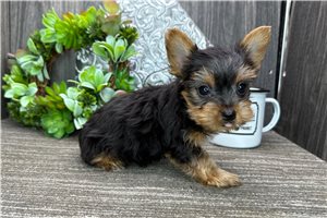 Kenny - Yorkshire Terrier - Yorkie for sale