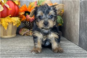 Lexx - Yorkie for sale