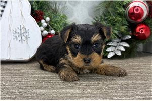Francis - Yorkshire Terrier - Yorkie for sale