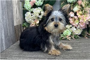 Garth - Yorkshire Terrier - Yorkie for sale