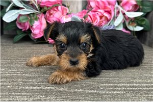 Levi - Yorkshire Terrier - Yorkie for sale