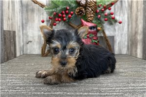 Hera - puppy for sale