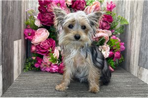 Holly - Yorkshire Terrier - Yorkie for sale