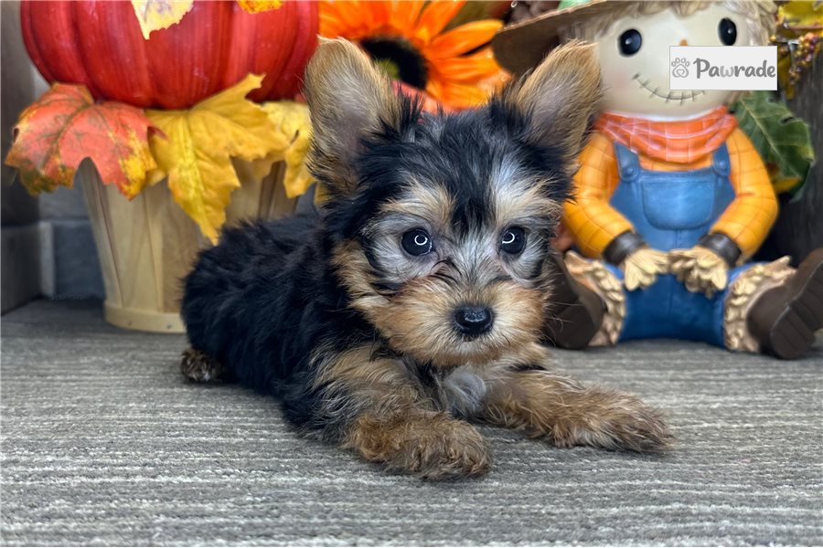Lewis - Yorkshire Terrier for sale