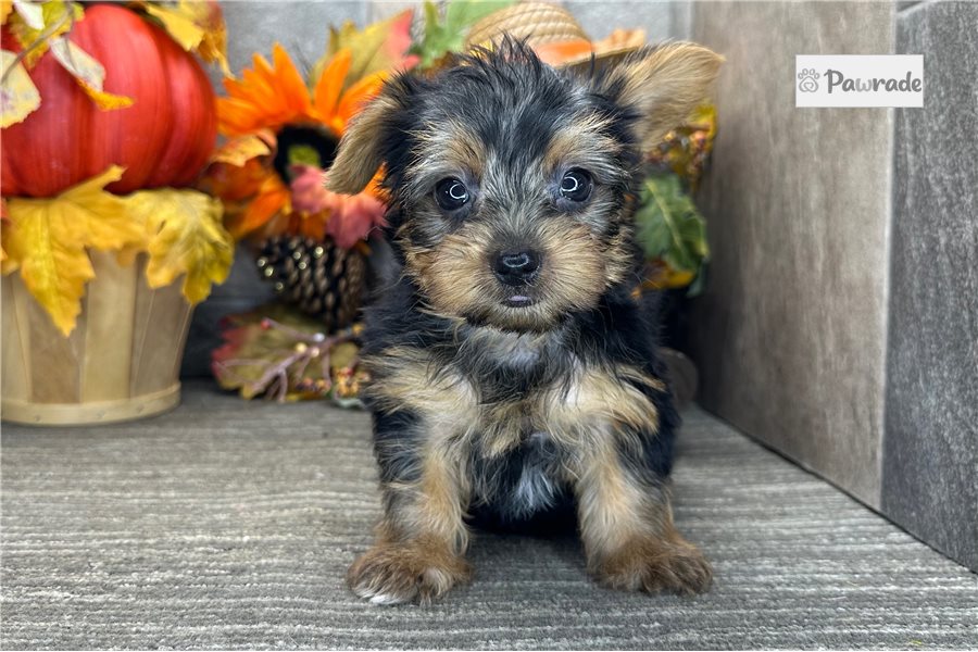 Lexx - Yorkshire Terrier for sale