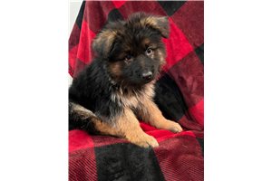 Kory - German Shepherd for sale