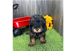 Ibrahim - puppy for sale