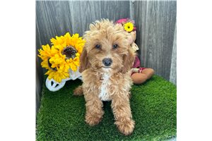 Ignacio - puppy for sale